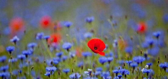 Klatschmohn zwischen Kornblumen