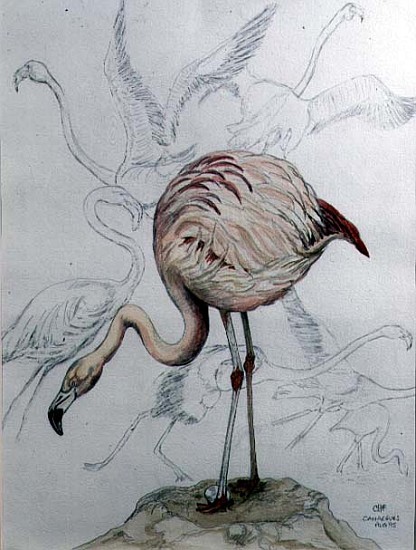 Flamingo (pencil and w/c on paper)