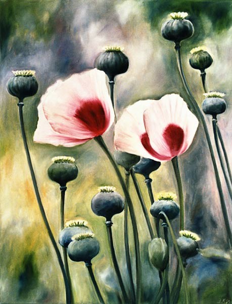 Mohn mit Knospen