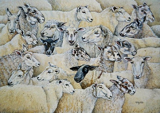 Sheep-Blanket