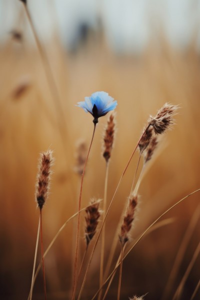 Blaue Kornblume