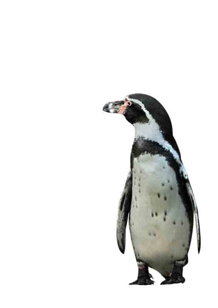 Pinguin