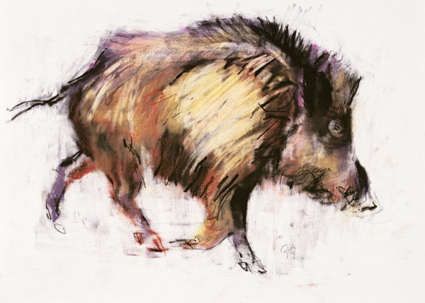 Wild Boar Trotting