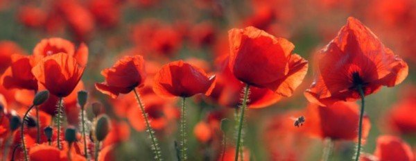 Mohn